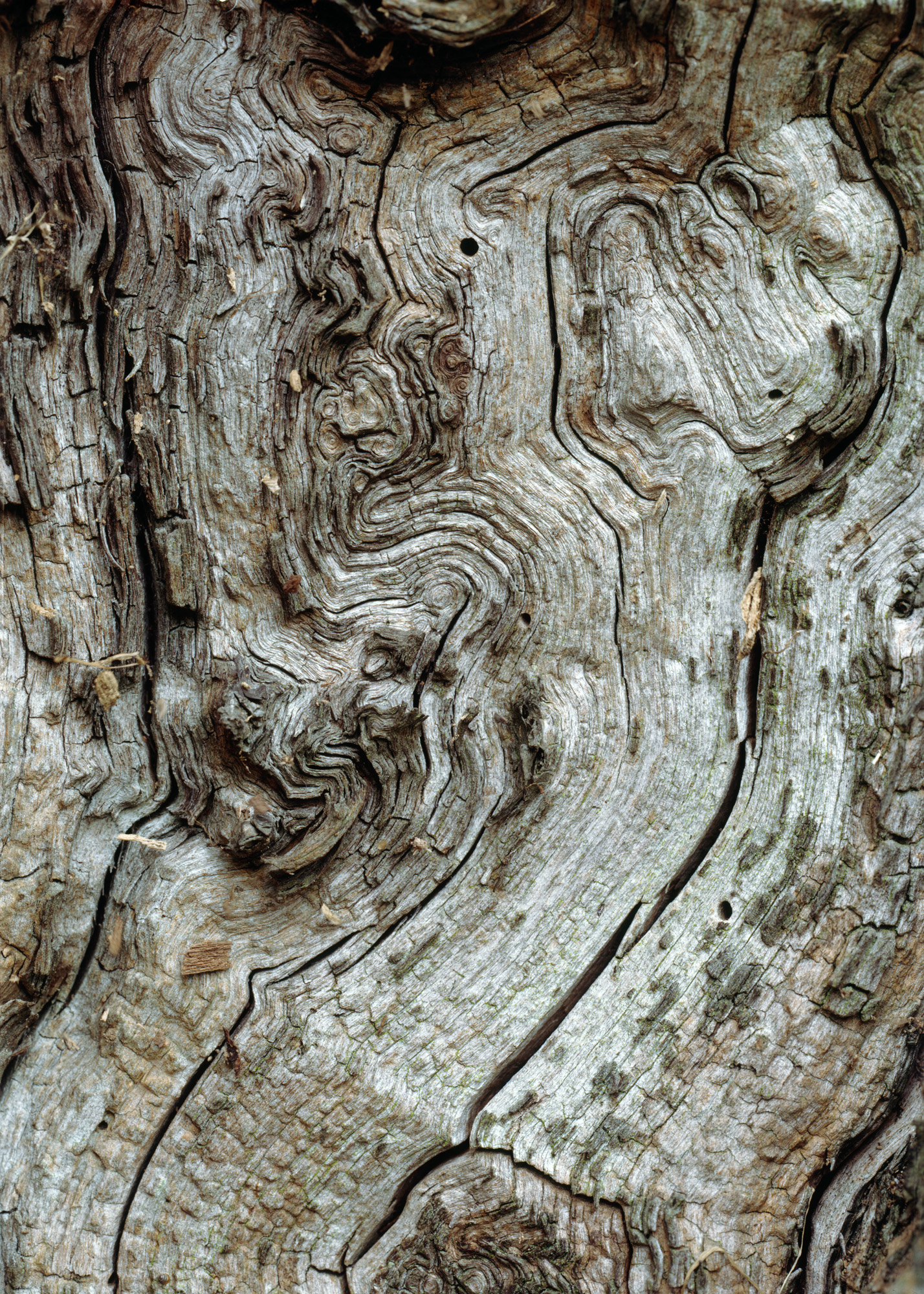 large format photography, Grossformatfotografie, Grossformatphotographie, Fotografie, Photographie, photography, 6x17, Macro, Makro, Rinde, bark, tree, Baum, Borke, Flechten, lichen, Holz, Wood, braun, brown