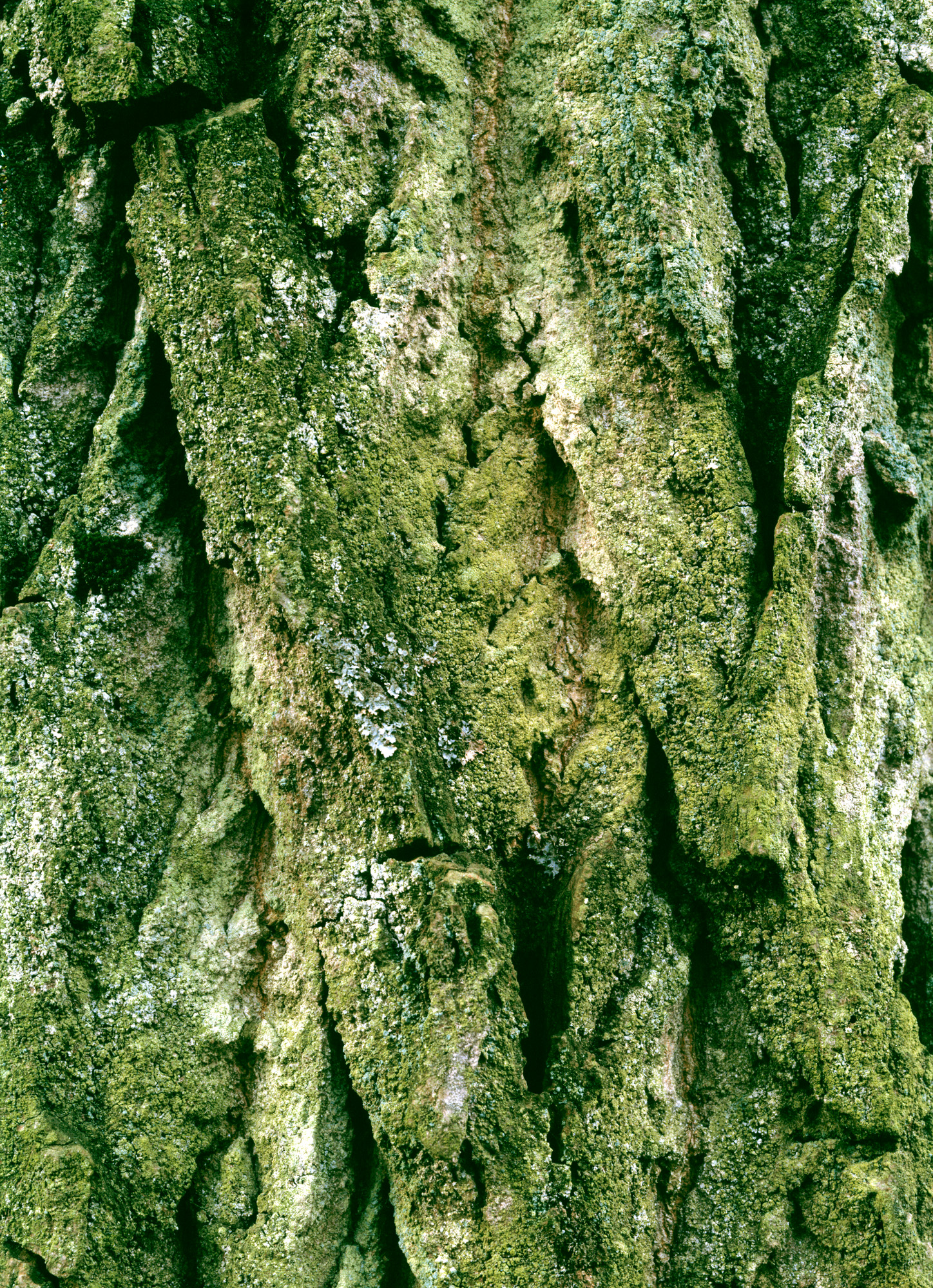 large format photography, Grossformatfotografie, Grossformatphotographie, Fotografie, Photographie, photography, 6x17, Macro, Makro, Rinde, bark, tree, Baum, Borke, Flechten, lichen, Holz, Wood, braun, brown