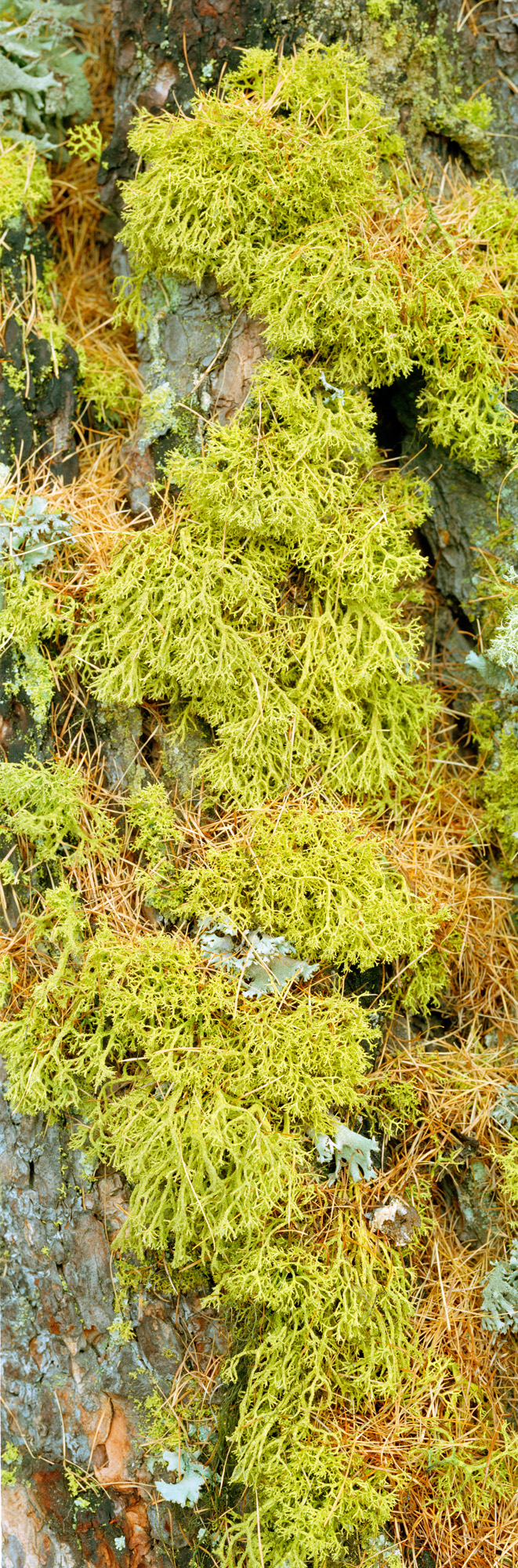 large format photography, Grossformatfotografie, Grossformatphotographie, Fotografie, Photographie, photography, 6x17, Macro, Makro, Rinde, bark, tree, Baum, Borke, Flechten, lichen, Holz, Wood, braun, brown