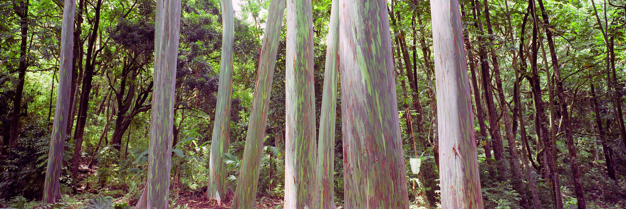 Eucalyptus Hawaï