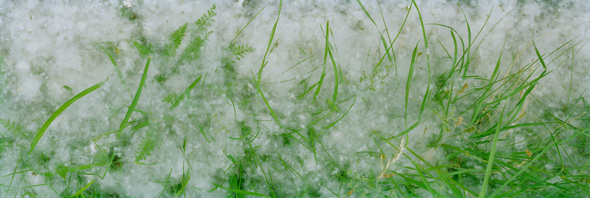 Wasser, water, Eis, ice, Landschaft, landscape, Weitblick, view, large format photography, Grossformatfotografie, Grossformatphotographie, Fotografie, Photographie, photography, white, weiss, blue, blau, green, grün, 6x17