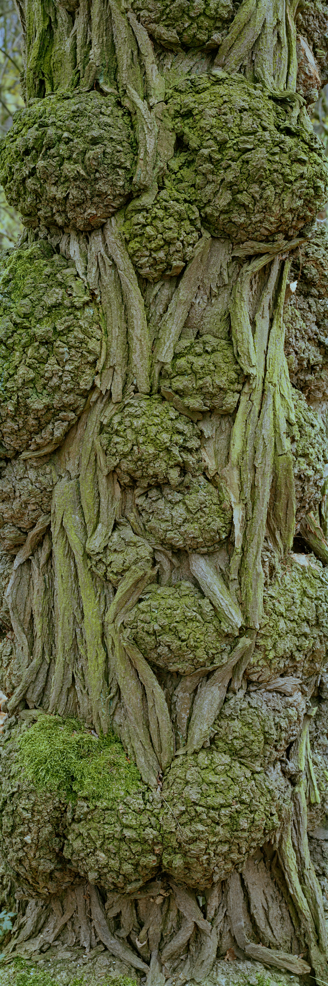 A close-up of an old, gnarled tree bark, photographed by artist and professional photographer Markus Bollen from Bensberg.
