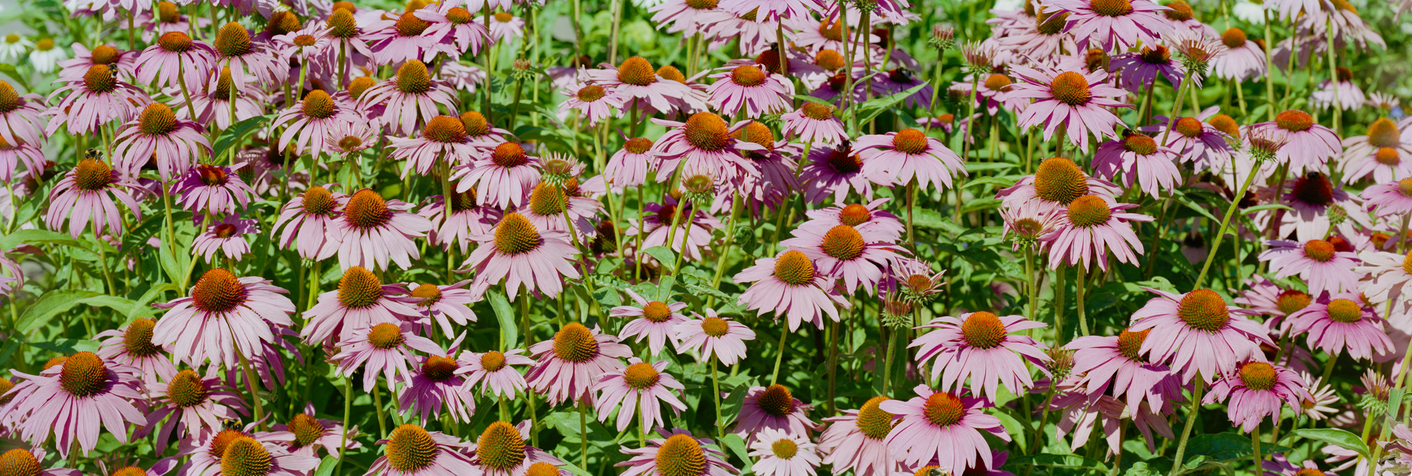 The echinacea, which blooms purple just before wilting, stand out clearly against the green of their stems. A wonderful panoramic photograph by the Bensberg artist Markus Bollen.