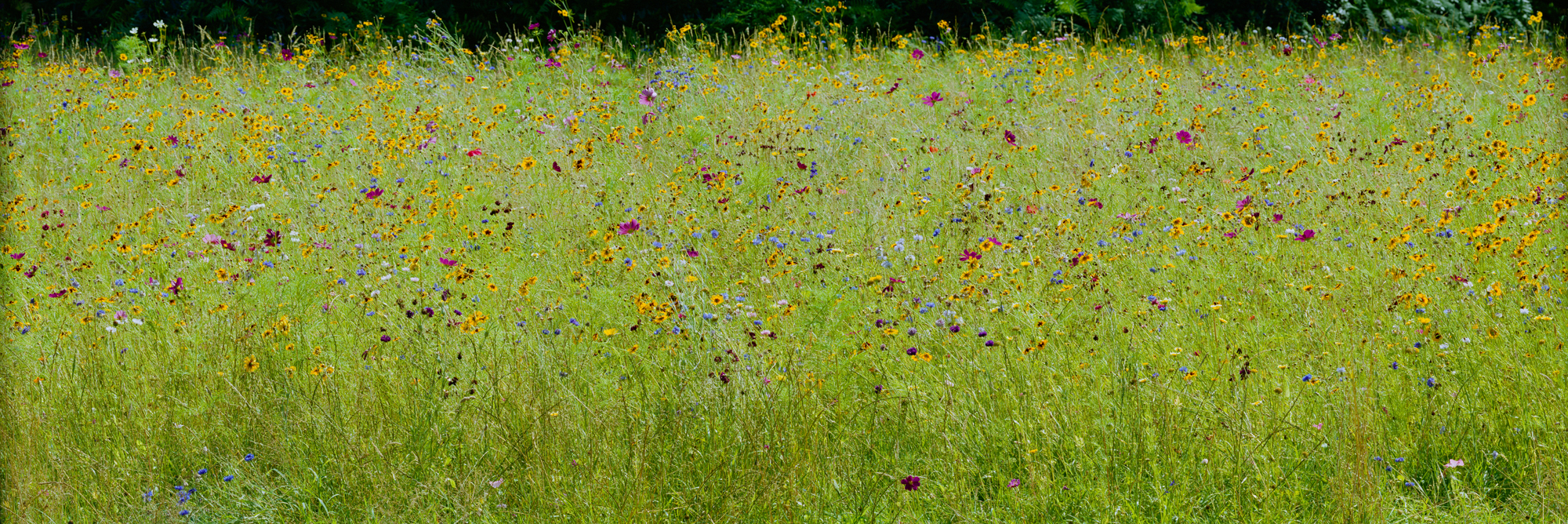 Die grüne, von bunten Blumen gesprenkelte, Bienenweide des Schloss Dyck.