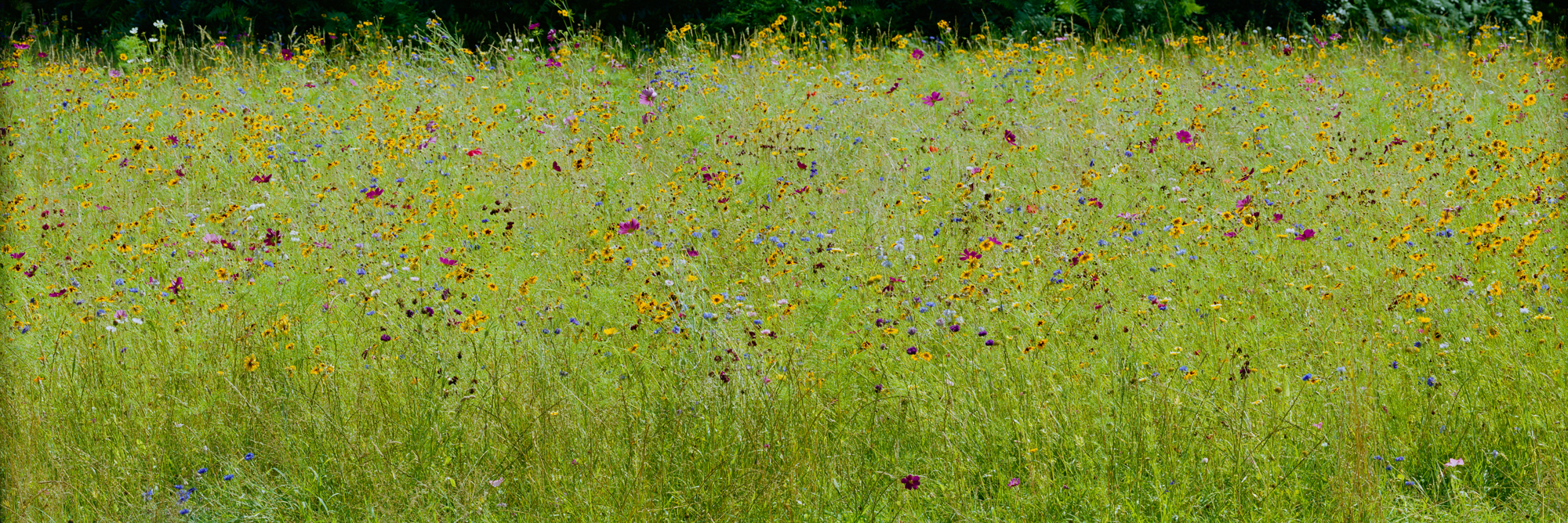 Il verde pascolo delle api di Schloss Dyck, cosparso di fiori colorati.