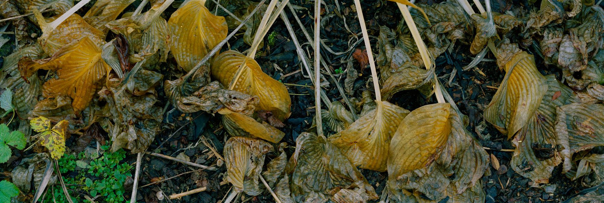 In this work, the Cologne-based photographer Markus Bollen focuses on death and decay in nature and captures this in impressive close-up panorama shots.
