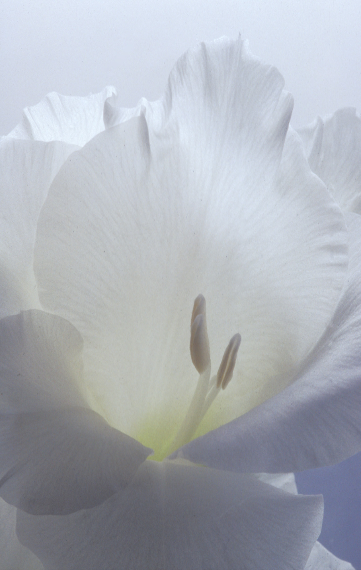 Blüte, Blüten, Pflanze, Pflanzen, Natur, Wachstum, Leben, Stempel, Blätter, Makrobereich, Makro, analog, Großformat, analoge Fotografie, weiss