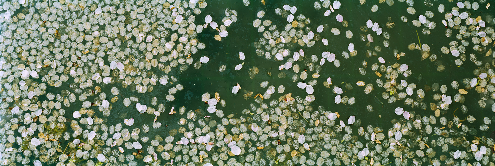 The abstract beauty of this natural spectacle was photographed by the Bergisch artist Markus Bollen with his analog large format camera.