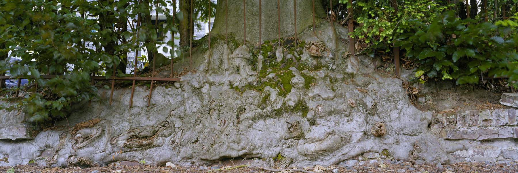 large format photography, Grossformatfotografie, Grossformatphotographie, Fotografie, Photographie, photography, 6x17, Macro, Makro, Rinde, bark, tree, Baum, Borke, Flechten, lichen, Holz, Wood, braun, brown