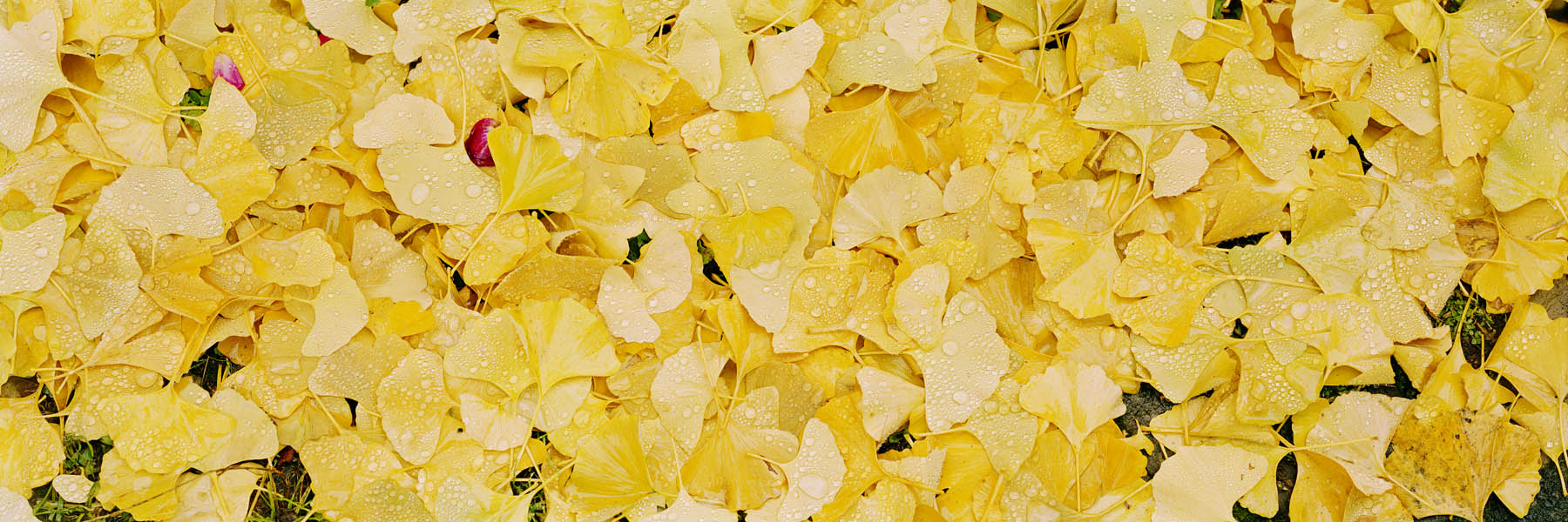 Wasser, water, Eis, ice, Landschaft, landscape, Weitblick, view, large format photography, Grossformatfotografie, Grossformatphotographie, Fotografie, Photographie, photography, white, weiss, blue, blau, green, grün, 6x17, gelb, yellow, Gingko, fallen leaves, Blätter, Laub