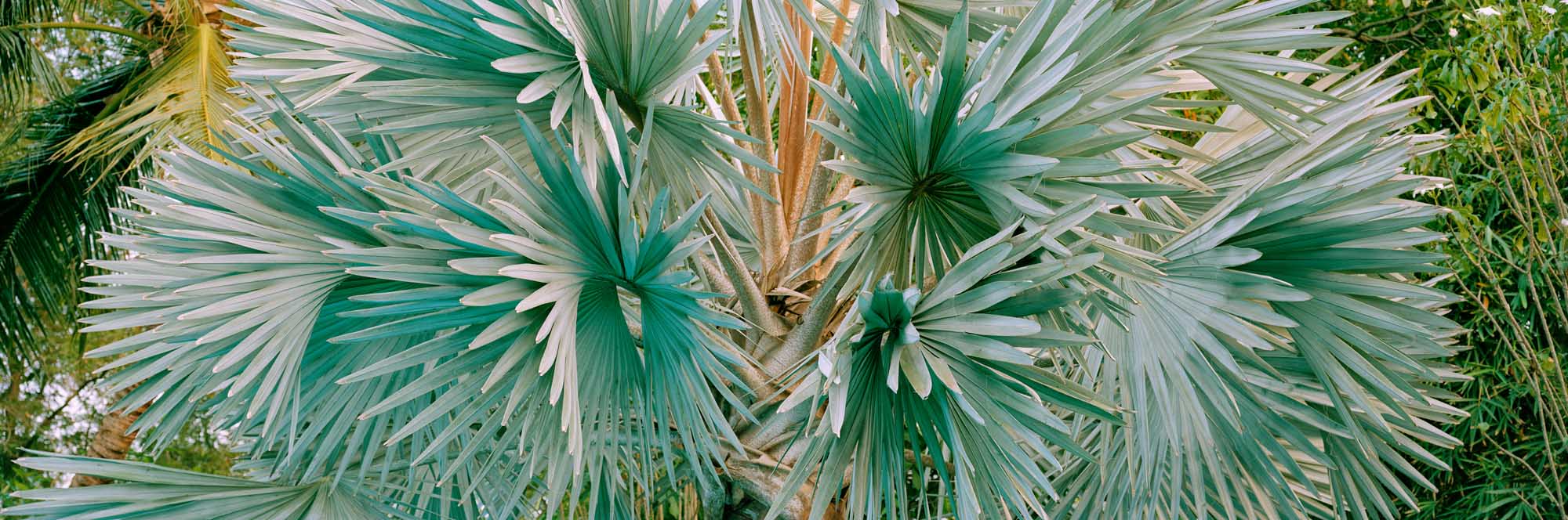 照片攝影來自泰國的藍色棕櫚樹
