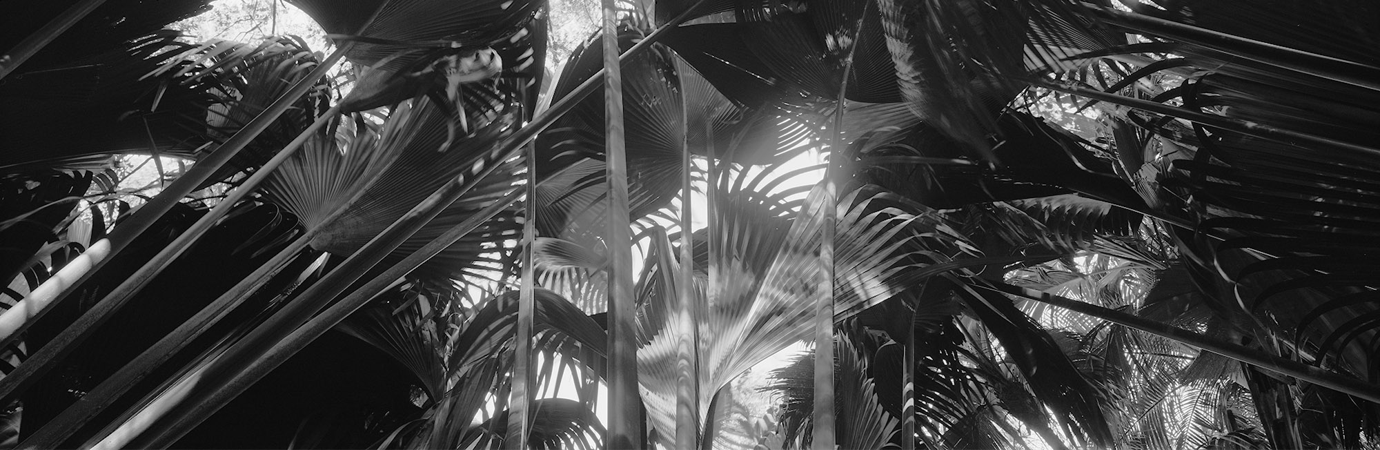 large format photography, Grossformatfotografie, Grossformatphotographie, Fotografie, Photographie, photography, 6x17, black and white, schwarzweiss, bw, sw, fine art, Kunst, Palmen, palm trees, Farne, ferns,
