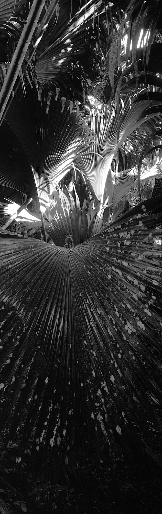 large format photography, Grossformatfotografie, Grossformatphotographie, Fotografie, Photographie, photography, 6x17, black and white, schwarzweiss, bw, sw, fine art, Kunst, Palmen, palm trees, Farne, ferns,