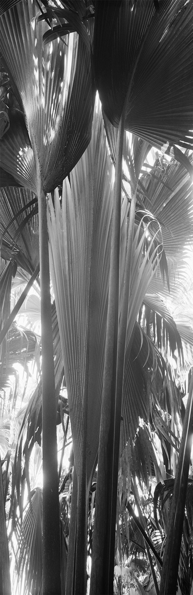 large format photography, Grossformatfotografie, Grossformatphotographie, Fotografie, Photographie, photography, 6x17, black and white, schwarzweiss, bw, sw, fine art, Kunst, Palmen, palm trees, Farne, ferns,