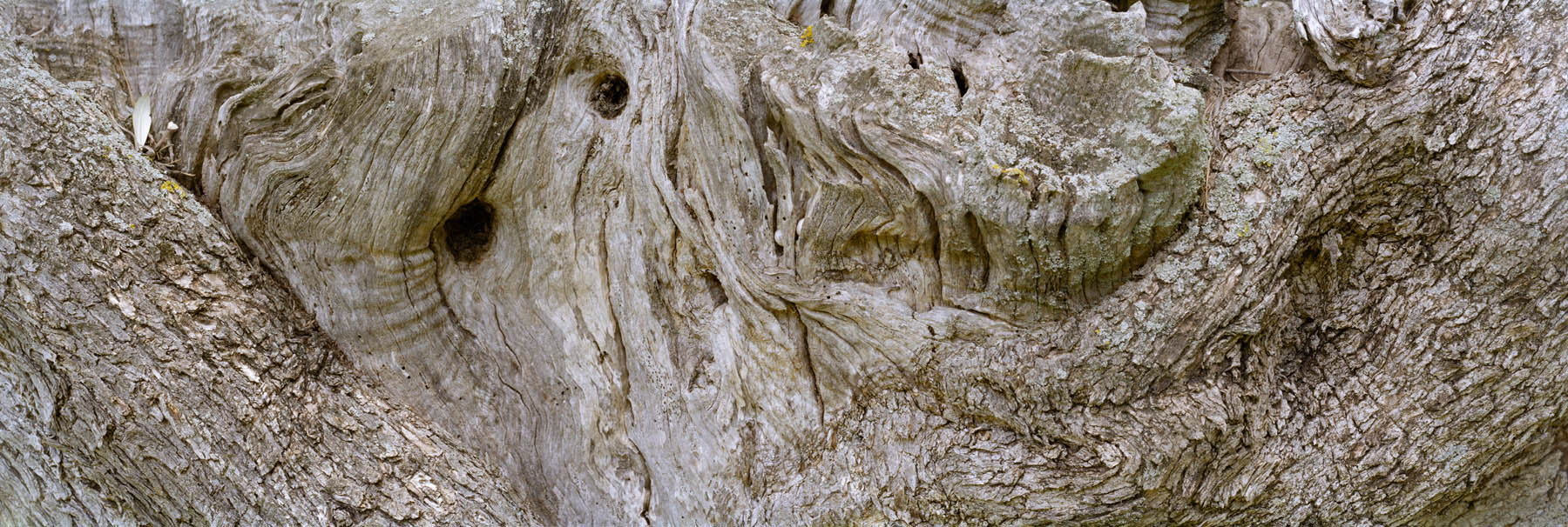 large format photography, Grossformatfotografie, Grossformatphotographie, Fotografie, Photographie, photography, 6x17, Macro, Makro, Rinde, bark, tree, Baum, Borke, Flechten, lichen, Holz, Wood, braun, brown