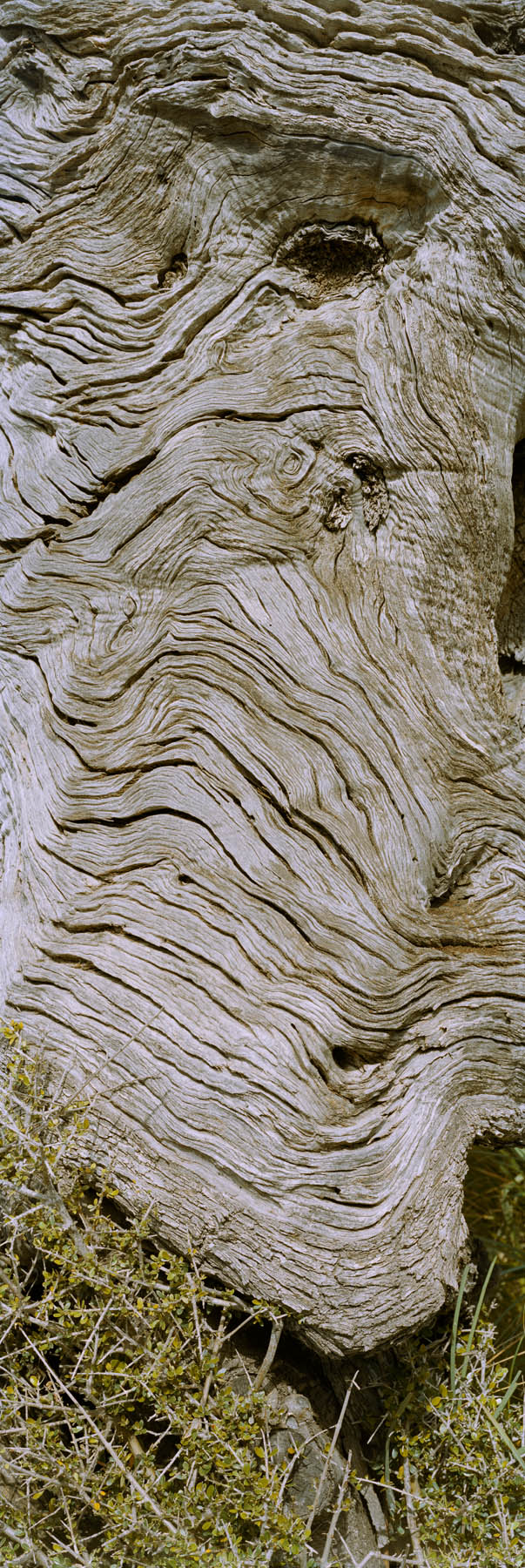 large format photography, Grossformatfotografie, Grossformatphotographie, Fotografie, Photographie, photography, 6x17, Macro, Makro, Rinde, bark, tree, Baum, Borke, Flechten, lichen, Holz, Wood, braun, brown